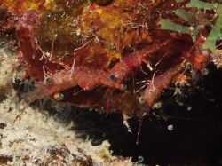 Slangenbaai_Spawning_20130925_023
